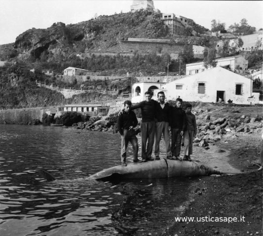 Ustica Dallalbum Dei Ricordi Anni Foto Con Balena Arenata Chi